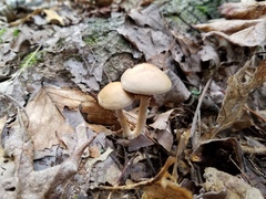 Cortinarius anocorium