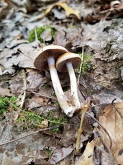 Cortinarius anocorium