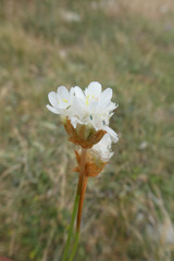 Armeria alliacea