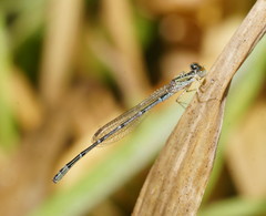 Austroagrion exclamationis