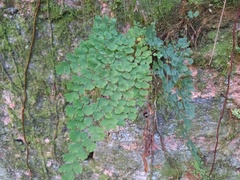 Adiantum raddianum