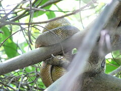 Corallus ruschenbergerii