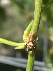 Opisthoncus nigrofemoratus