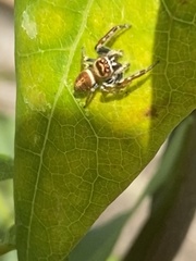 Opisthoncus nigrofemoratus