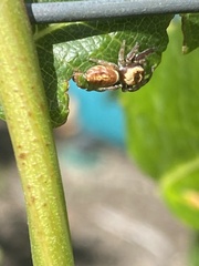 Opisthoncus nigrofemoratus