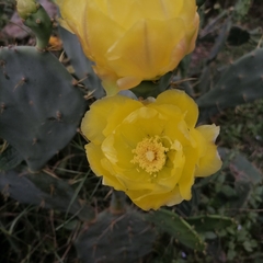 Opuntia stricta