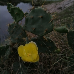 Opuntia stricta