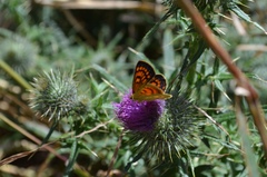 Lycaena salustius
