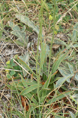 Armeria alliacea