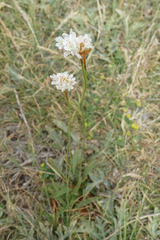 Armeria alliacea