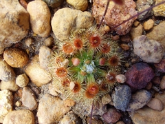 Drosera pulchella
