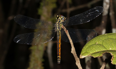 Archaeophlebia martini