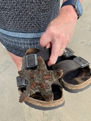 Oreaster reticulatus