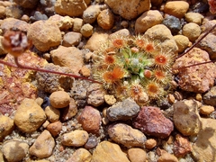 Drosera pulchella
