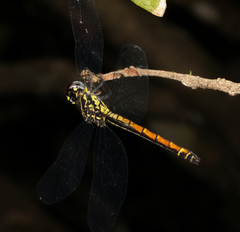 Archaeophlebia martini