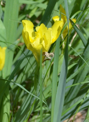 Iris arenaria