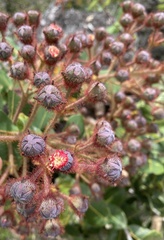 Angophora hispida