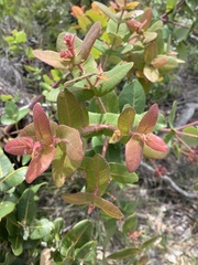 Angophora hispida