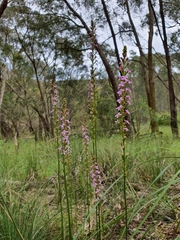 Stylidium armeria