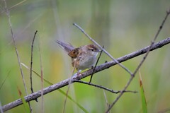 Cincloramphus timoriensis