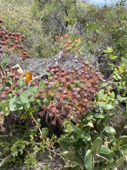 Angophora hispida