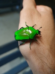 Ischiopsopha wallacei