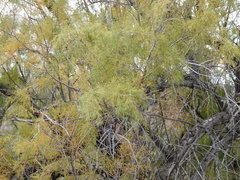 Tamarix chinensis