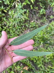 Eucalyptus quadrangulata