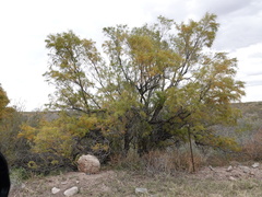 Tamarix chinensis