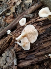 Crepidotus nyssicola