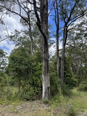 Eucalyptus quadrangulata