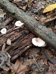 Crepidotus nyssicola