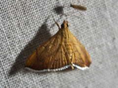 Hyalobathra