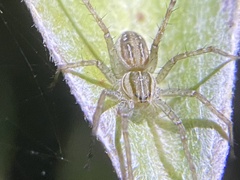 Dolomedes facetus