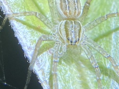 Dolomedes facetus