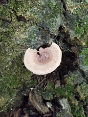 Lactarius quietus incanus