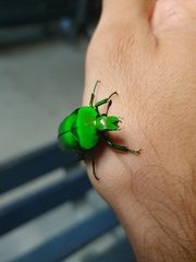 Ischiopsopha wallacei