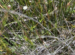 Actinotus minor