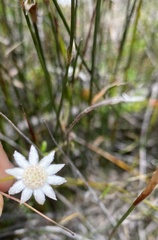 Actinotus minor