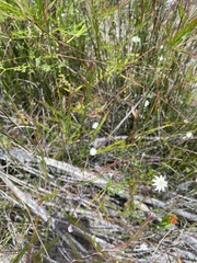 Actinotus minor