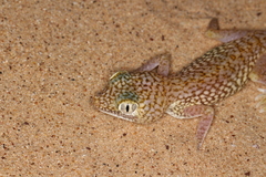 Stenodactylus doriae