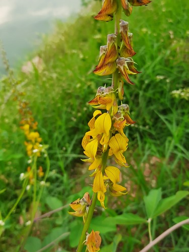 Crotalaria pallida iNat (3)