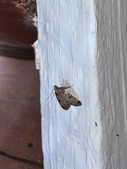 Aglossa costiferalis