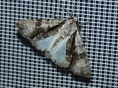 Acronicta alni