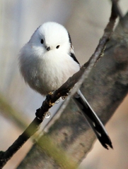 Aegithalos caudatus caudatus