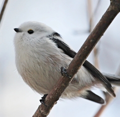 Aegithalos caudatus caudatus
