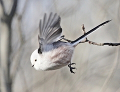 Aegithalos caudatus caudatus