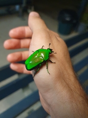 Ischiopsopha wallacei