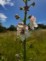 Verbascum blattaria