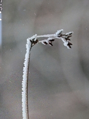 Schoenoplectus lacustris